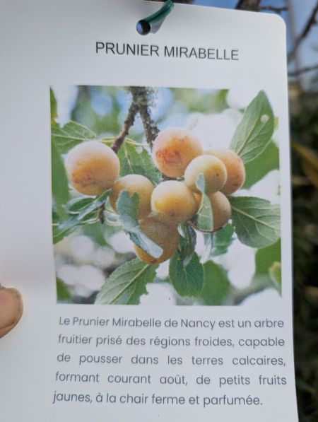 FRUITIER-PRUNIER-MIRABELLE FRUITIER-PRUNIER-MIRABELLE
