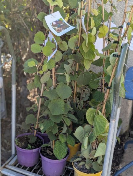 KIWI JAUNE 16€ PIEDS MALE ET FEMELLE KIWI JAUNE 16€ PIEDS MALE ET FEMELLE