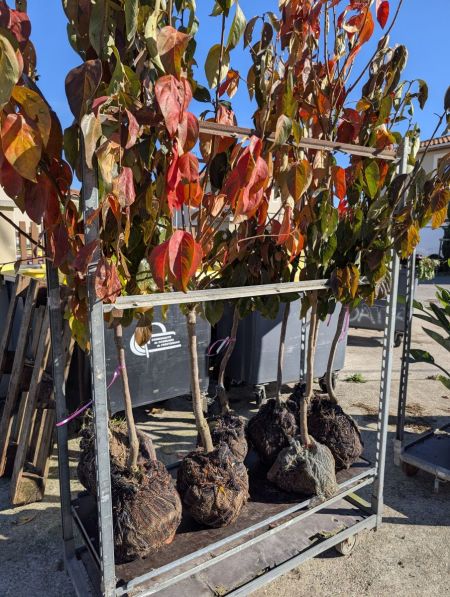 PLAQUEMINIER-KAKI-FUYU-MUSCAT PLAQUEMINIER-KAKI-FUYU-MUSCAT