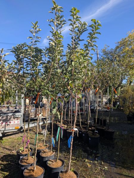 ARRIVAGE DE FRUITIERS x1 = 49€ x3=39€ ARRIVAGE DE FRUITIERS x1 = 49€ x3=39€