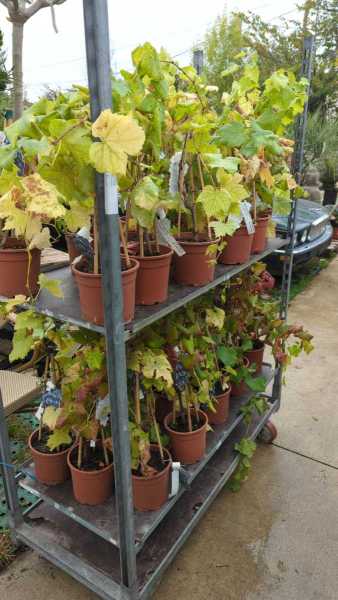VIGNE - RAISIN DE TABLE    x3=7€   et x1=9€50