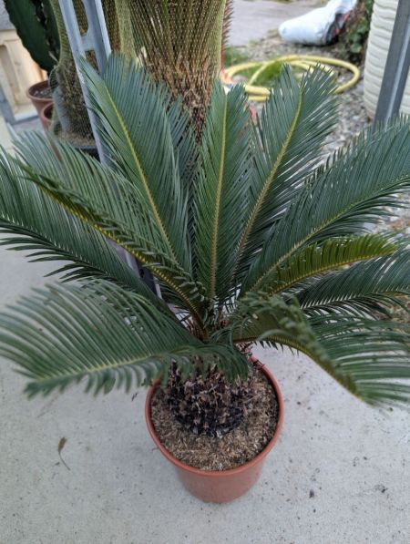 CYCAS REVOLUTA GRAND 49€