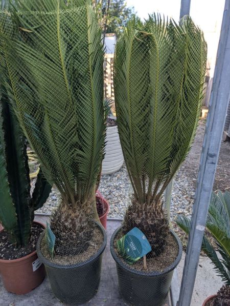CYCAS REVOLUTA XL 99€