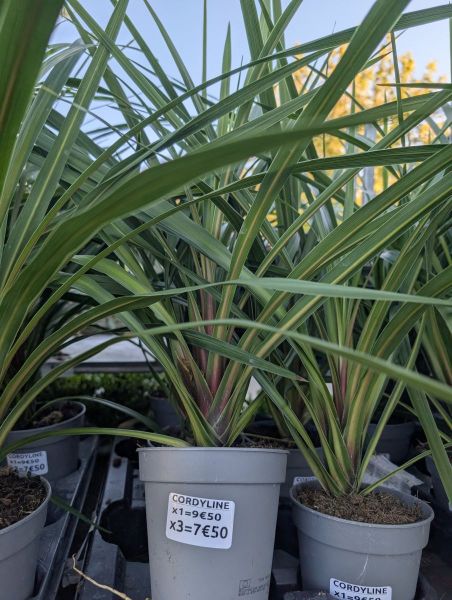 CORDYLINE PEKOE    x1=9€50   ET   x3=7€50