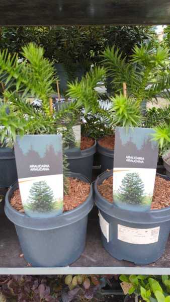 ARAUCARIA 49€ ARAUCARIA 49€