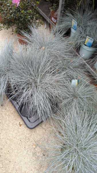 FESTUCA INTENSE BLUE   x1=12€50    x3=9€50
