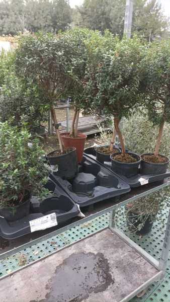 MYRTHE SUR TIGE ou en boule dès 14€ et 29€ sur tige MYRTHE SUR TIGE ou en boule dès 14€ et 29€ sur tige