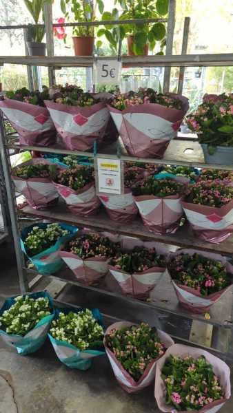 KALANCHOE x1=6€ et 2 achetées, 3e offerte ! KALANCHOE x1=6€ et 2 achetées, 3e offerte !