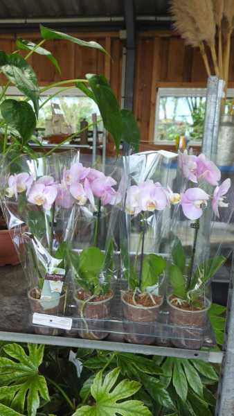 ORCHIDEE MINI 6€50 ORCHIDEE MINI 6€50