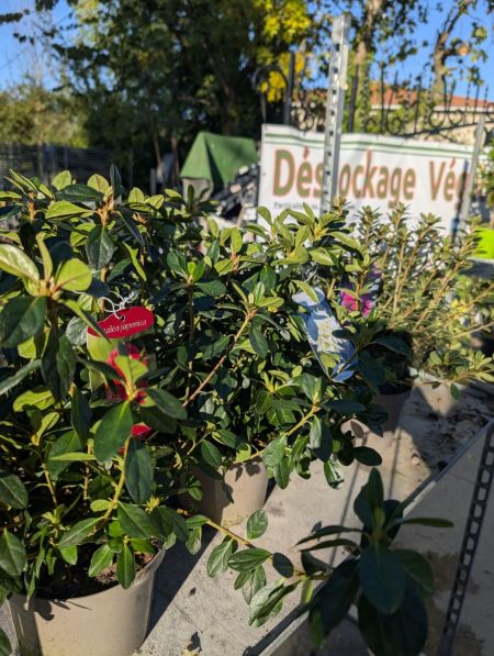 AZALEA JAPONICA  12€50   Diverses couleurs