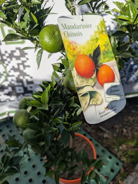MANDARINIER CHINOIS 39€90 MANDARINIER CHINOIS 39€90