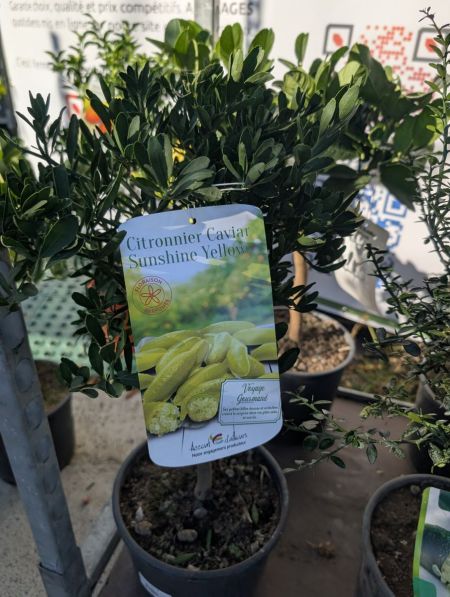 AGRUME CITRON CAVIA R  39€90