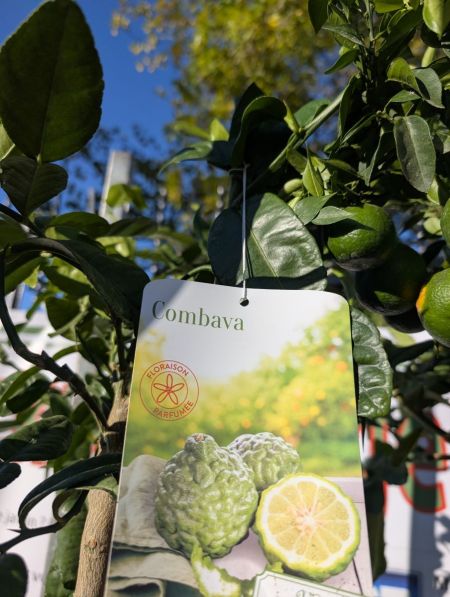 AGRUME COMBAVA AGRUME COMBAVA