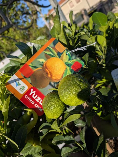 AGRUME YUZU AVEC FRUITS 39€90