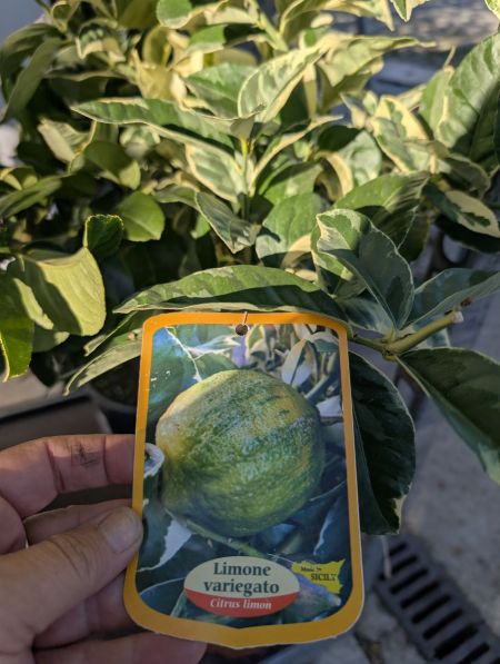 AGRUME CITRON PANACHE 39€90 AGRUME CITRON PANACHE 39€90