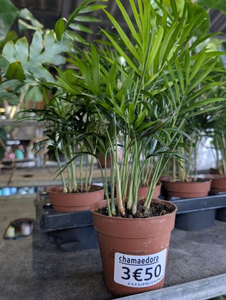 CHAMAEDORA CHAMAEDORA