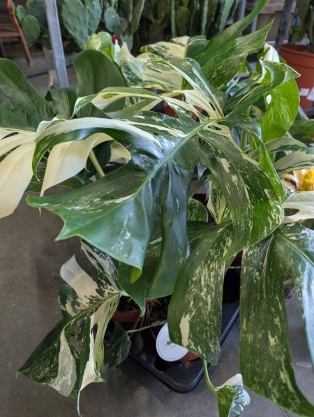 MONSTERA THAI CONSTELLATION XL - 69€ MONSTERA THAI CONSTELLATION XL - 69€