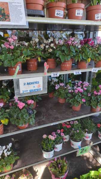 CYCLAMEN ET OEILLET VIVACE 3€ - 2 achetés 3e offert