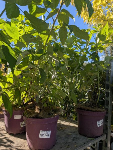 FRAMBOISIER EVEREST x3=9€50 x1=12€50 FRAMBOISIER EVEREST x3=9€50 x1=12€50