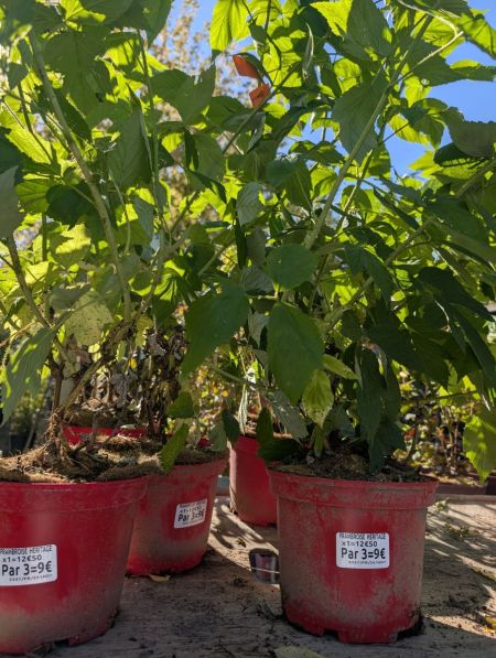 FRAMBOISIER AUTUMN BLISSx3=9€50 x1=12€50 FRAMBOISIER AUTUMN BLISSx3=9€50 x1=12€50