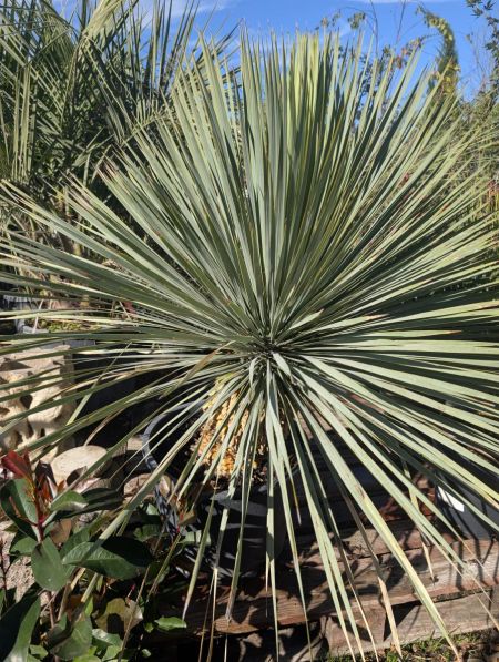 YUCCA ROSTRATA XXL YUCCA ROSTRATA XXL