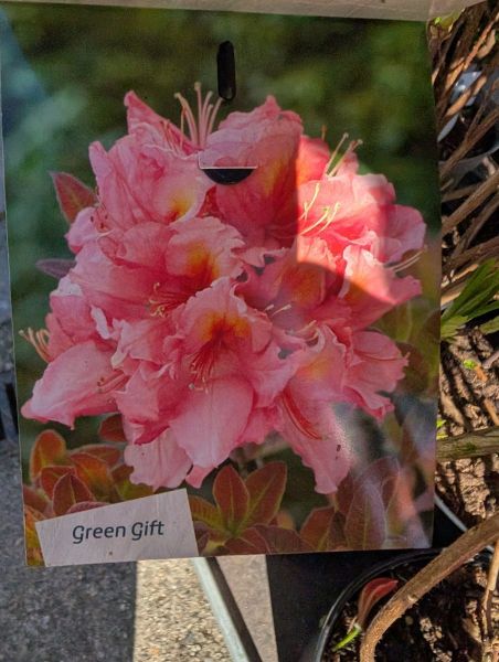 AZALEE-MOLLIS-RHODODENDRON-4