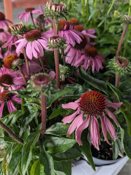 ECHINACEA-MOOODZ-COURAGE   8€50 ECHINACEA-MOOODZ-COURAGE   8€50
