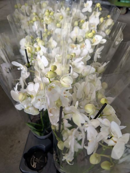 Orchidées 5 branches