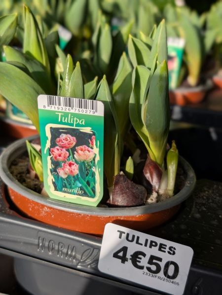 Tulipes en bulbes