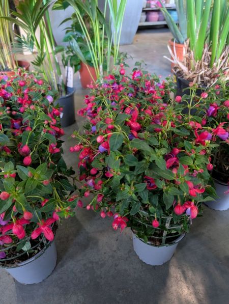 Fushia