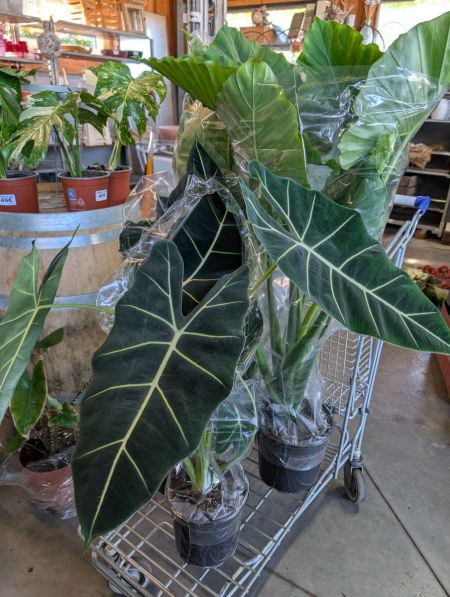 Calathea XL