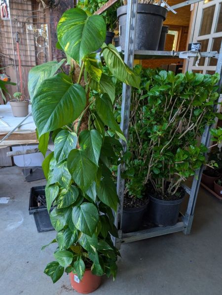 POTHOS XL