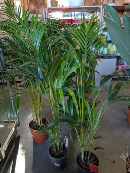 KENTIA