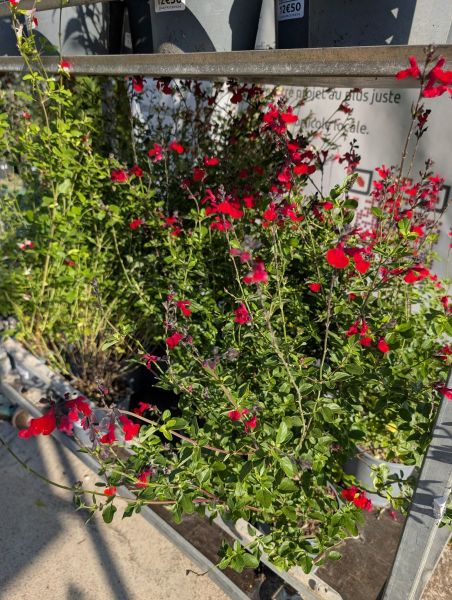 SAUGE ROUGE XL - 12€50 SAUGE ROUGE XL - 12€50