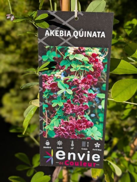 AKEBA