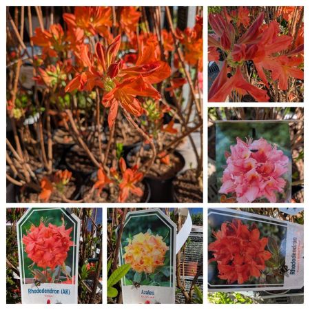 AZALEE-MOLLIS-RHODODENDRON-2
