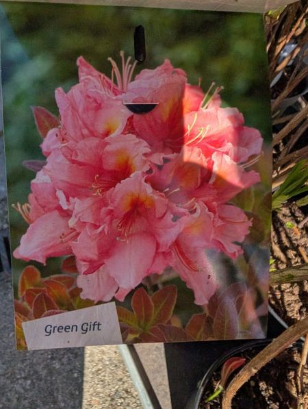 AZALEE-MOLLIS-RHODODENDRON-4