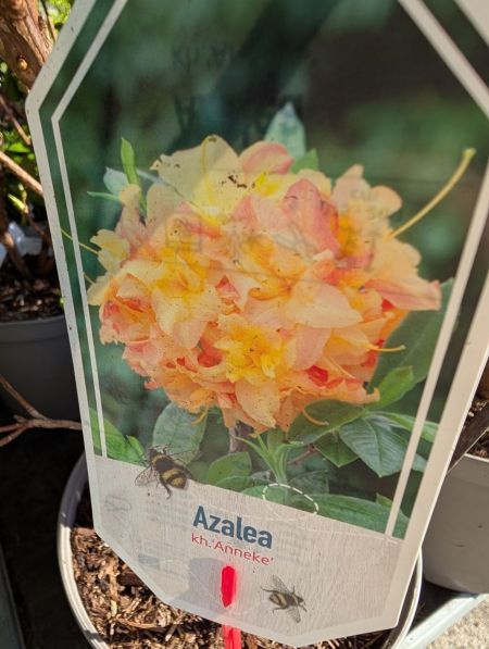 AZALEE-MOLLIS-RHODODENDRON-6