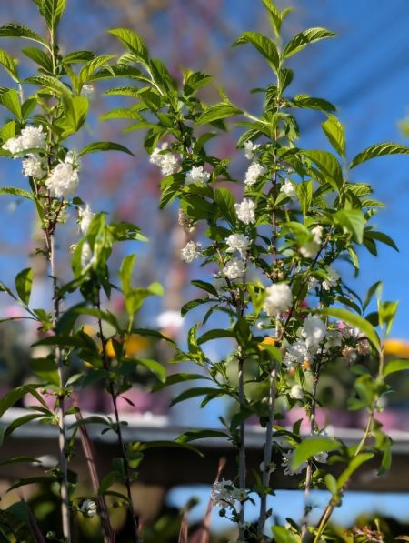 CERISIER-JAPONAIS-BLANC A FLEUR DOUBLE