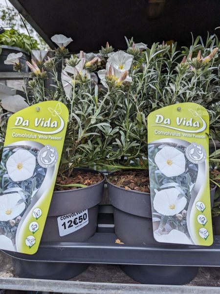 CONVOLVULUS CONVOLVULUS