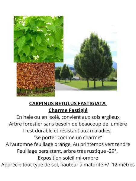 Carpinus-betulus-fastigiata-Charme-Fastigie