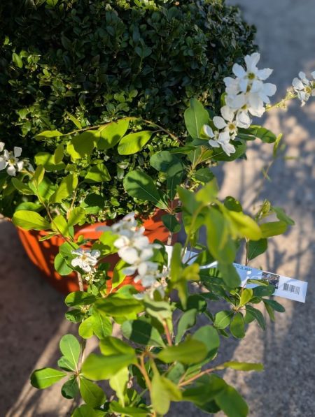 EXOCHORDA-BUISSON DE PERLE