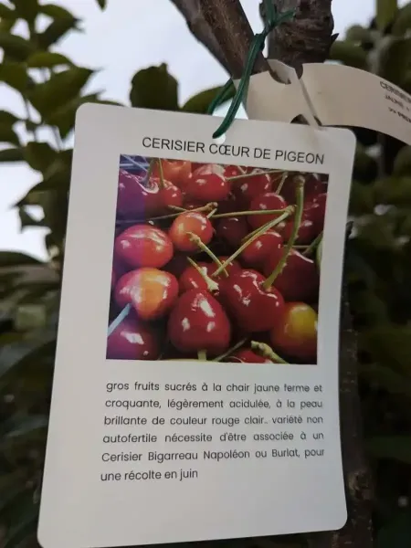 FRUITIER-CERISIER-BOEUR-DE-PIGEON.jpg
