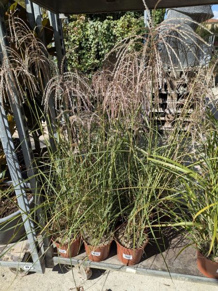 GRAMINEES-SESLERIA CARUELA