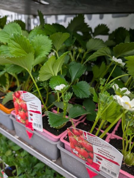 PLANTS-FRAISIER