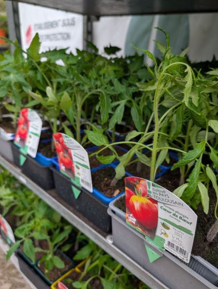 PLANTS-TOMATES