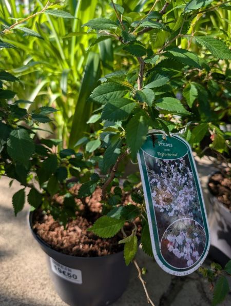 PRUNUS-KO-JO-NO-MAI