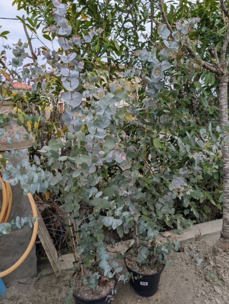 EUCALYPTUS