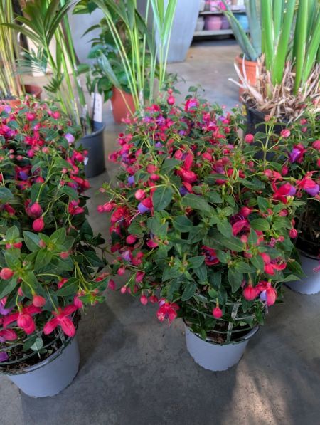 Fushia