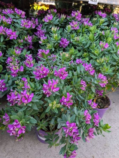 POLYGALA